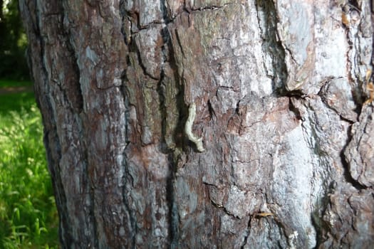 A Caterpillar that is climbing up some bark.
