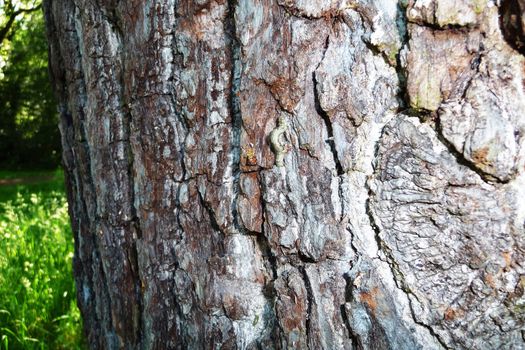 A Caterpillar that is climbing up some bark.
