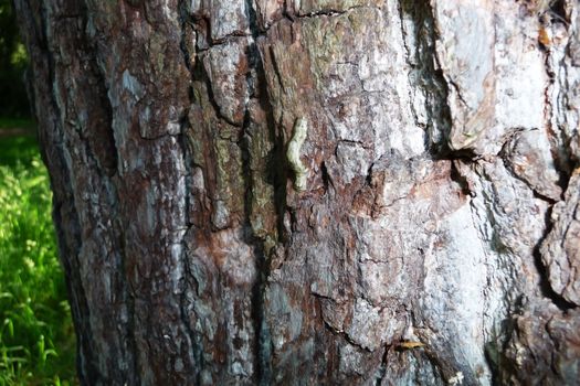 A Caterpillar that is climbing up some bark.
