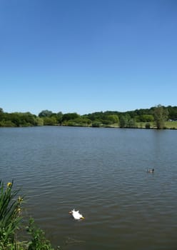 The lake in Hainault forest.
