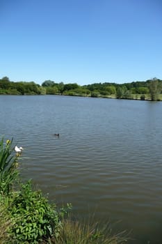 The lake in Hainault forest.