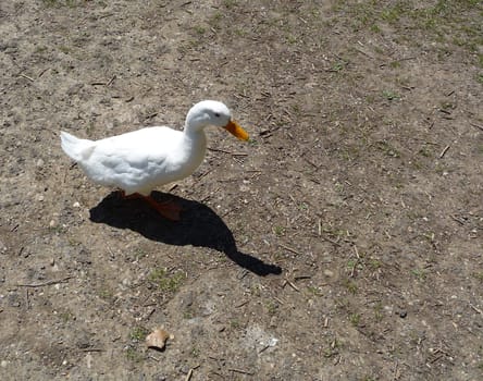 White goose walking on the ground.