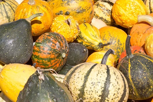 autumn: various decorative pumpkin, different variety vegetable