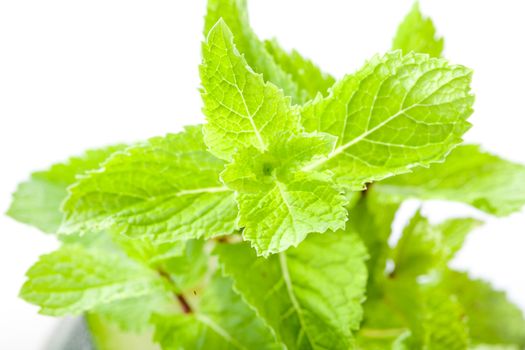 Mint leaves close up. Picture of freshness, youth and brightness, and taste