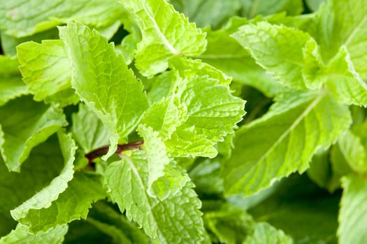 Mint leaves close up. Picture of freshness, youth and brightness, and taste