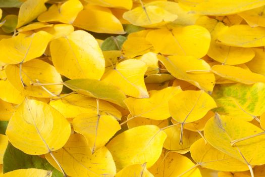 Yellow fallen leaves close up. Vivid symbol of autumn