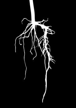 White big roots, isolated on black background