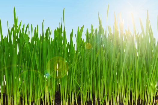 Fresh green wheat grass in field against blue sky with sun