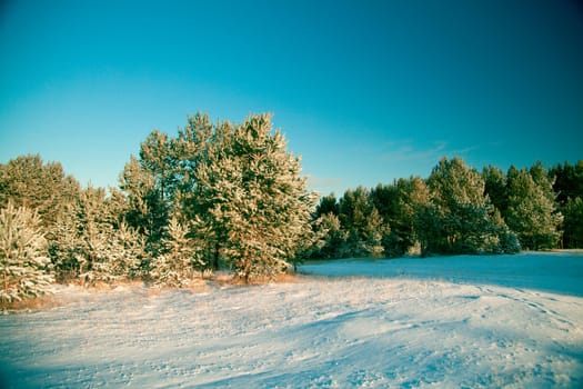 Winter landscape: the woods covered with snow and drifts, the clear sky.