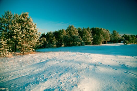 Winter landscape: the woods covered with snow and drifts, the clear sky.