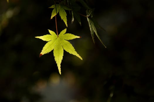 Bright green leaf backlit over dark background