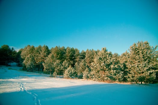 Winter landscape: the woods covered with snow and drifts, the clear sky.