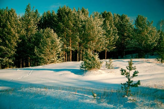 Winter landscape: the woods covered with snow and drifts, the clear sky.
