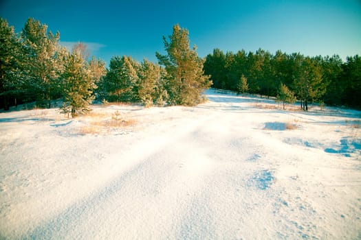 Winter landscape: the woods covered with snow and drifts, the clear sky.