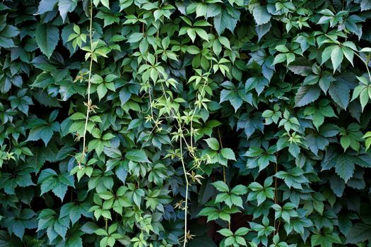 Green wall background. A lot of leaves.