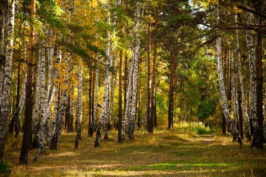 Autumn forest with pines and birches. The natural background for any purpose