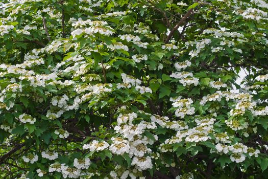 Blooming viburnum filmed close-ups. Spring mood, natural shooting