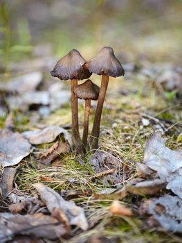 Macrophoto of mushrooms in wood - Mycena