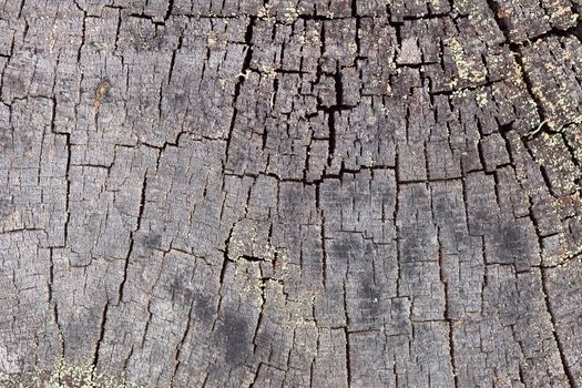 Rotten end face of a wooden pine log background
