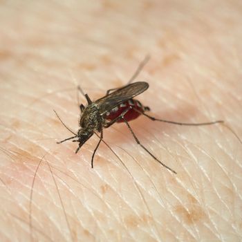 Replete mosquito has bitten and sucks human blood