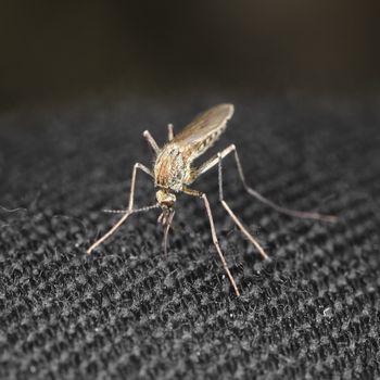 Mosquito trying to bite through a cloth