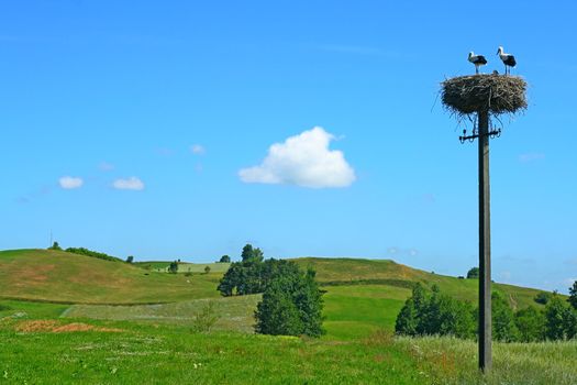 
Beautiful summer landscape with storks at nest