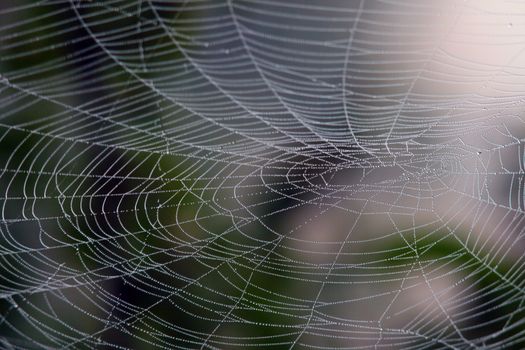 Closeup of spider web with dew drops