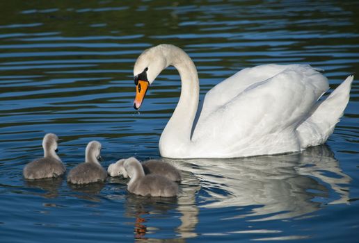 One big happy swan family