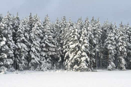 Group of pines covered by the snow