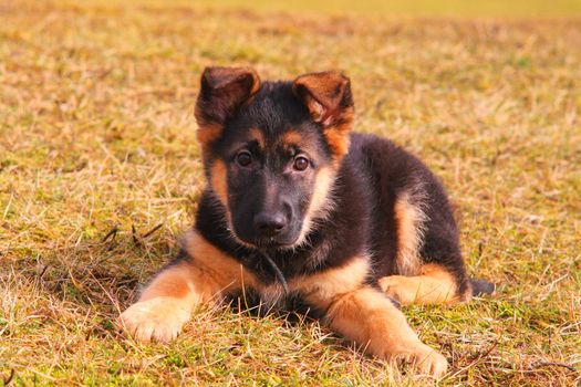 Portrait of a german shepherd puppy