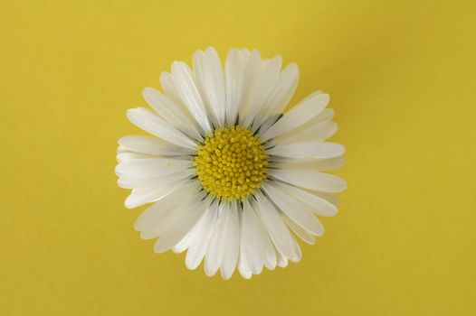 daisy detail photo on yellow background, 
