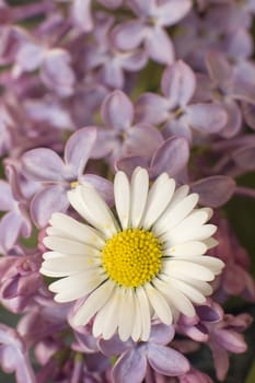 daisy in the middle of some pink tree flowers