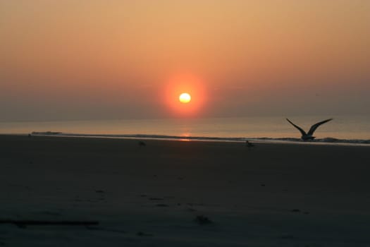 This is a picture of an early morning sunrise on the Atlantic Ocean with a seagull flying through the air.