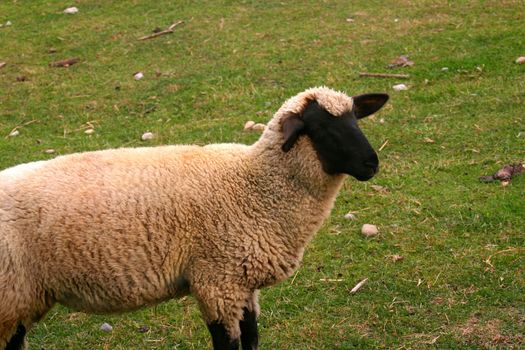 This is a picture of a black faced sheep in a farmers’ grazing field waiting for you to drift off to sleep so that you can count on him. 