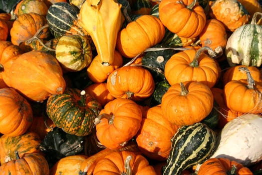 These are gourds for sale at a farm market.