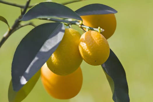 This image shows a macro from a kumquat tree with her fruit