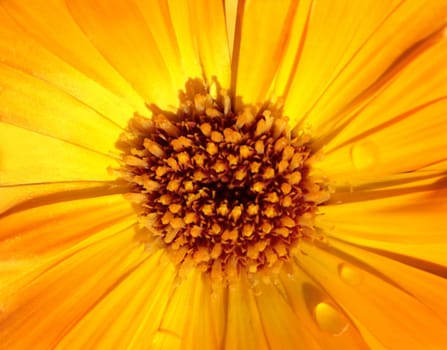 This image shows a macro from a yellow marigold