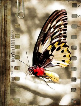 vintage book cover with butterfly film strip
