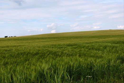 a field of barley in Kent ,uk