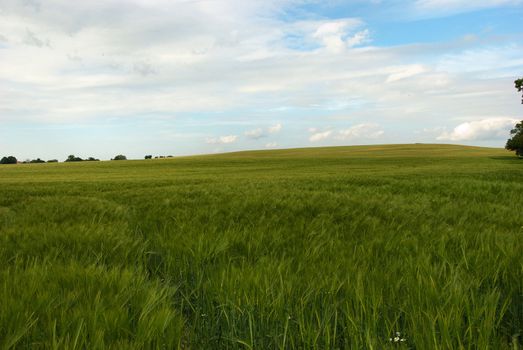 a field of barley in kent,uk.