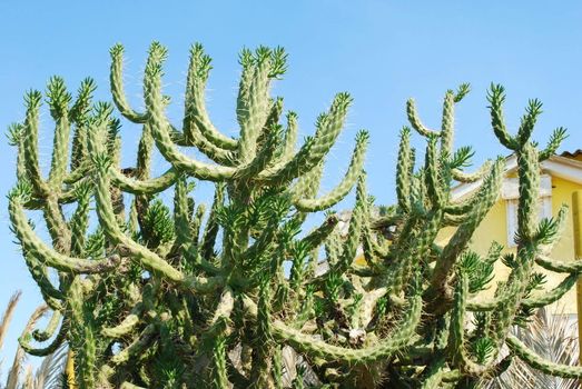 beautiful cactus tree on a tropical beach