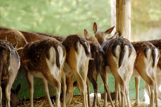 fallow deer from back side having meal
