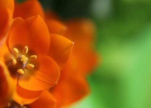 A close-up of an Orange Star flower. (ornithogalum dubium )  Shot with a shallow depth of field.
