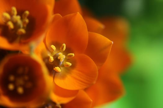 A close-up of an Orange Star flower. (ornithogalum dubium )  Shot with a shallow depth of field.
