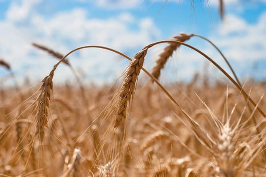 Beautiful field of ripe wheat under blue cloudy sky
