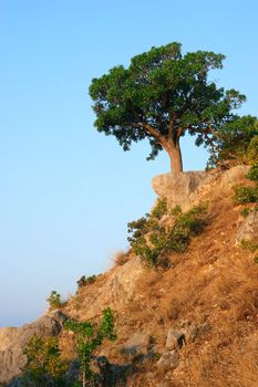 Single tree standing on the top of a hill