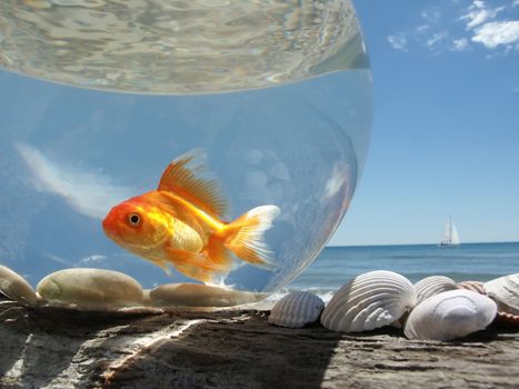 A Goldfish in its aquarium on the beach, prisoner of this glass bubble ... 
