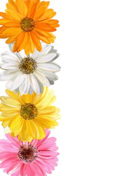 painted flowers