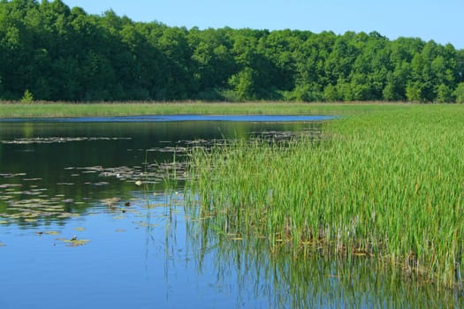 Lake, forest and reed