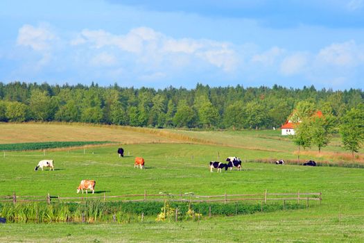 Beautiful summer landscape with meadows, cows and forest